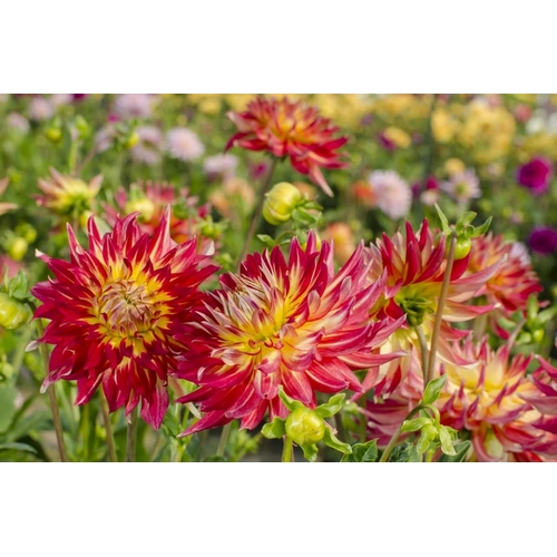 USA, Washington Dahlia flowers in garden
